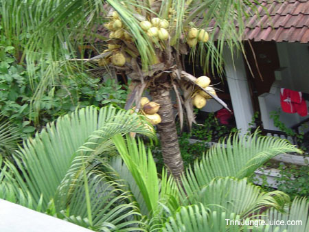 bali2004-039
