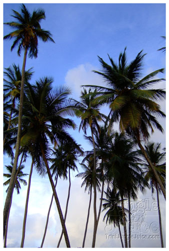 crop_over_2k7_extras_pt1-13