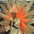 kadooment_day_2007-232