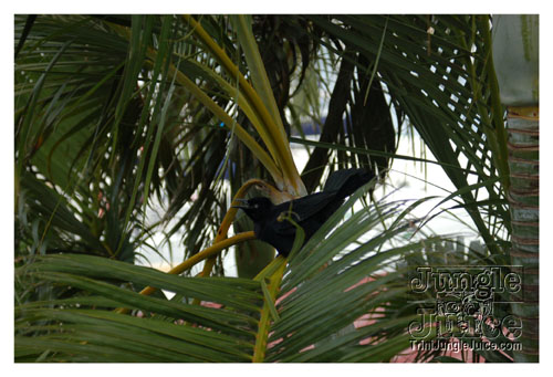 stlucia_food_rum_2007_fri-003