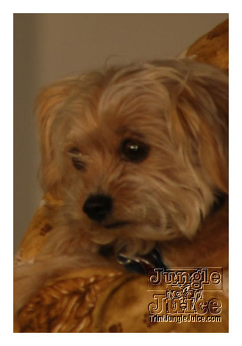 bk_fashion_week_oct2k8-116