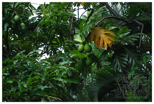 crack_of_dawn_aug1-003