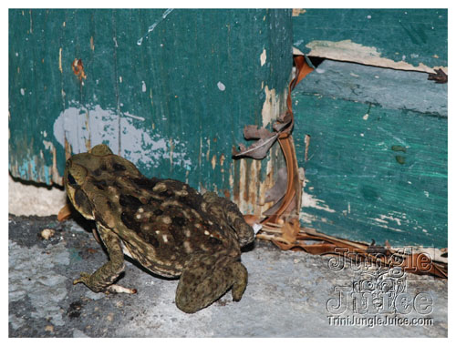 genx_jouvert_sept27-012