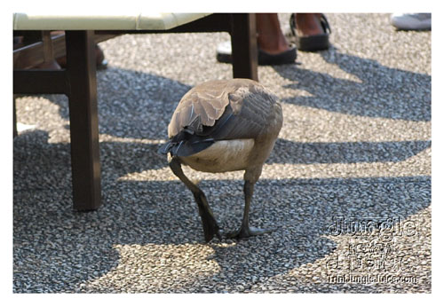 machel_sixflags_2008-011