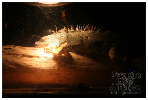 marleys_concert_aug1-050