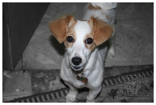 rango_xmas_dec13-132