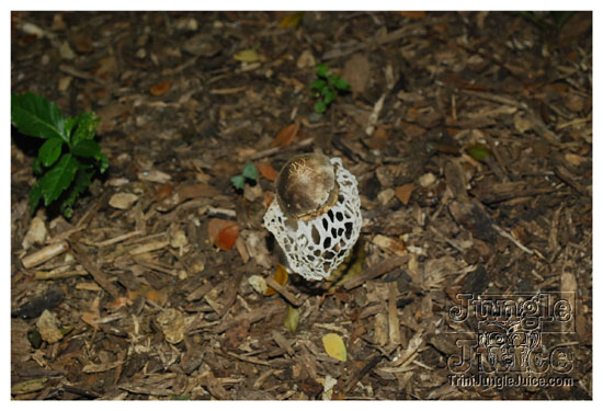 alternative_to_jazz_apr2k9-057