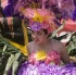 caribana_carnival_parade_2009-078