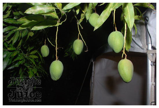 carnival_bailout_apr15-057