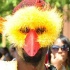 dc_carnival_2009-019