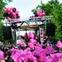 berlin_carnival_fantastic_flamingos_may23-101