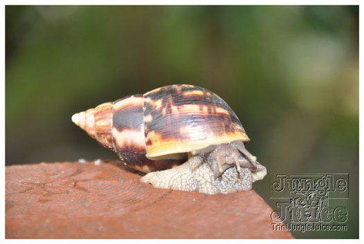 crack_of_dawn_jul31_2010-023