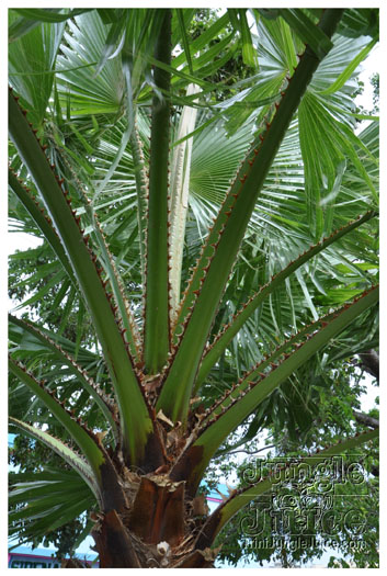 01_cayman_downtown-011