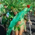 grenada_carnival_tues_aug10_pt1-099