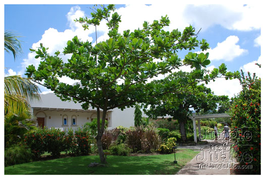 spice_mas_2010_extras-057