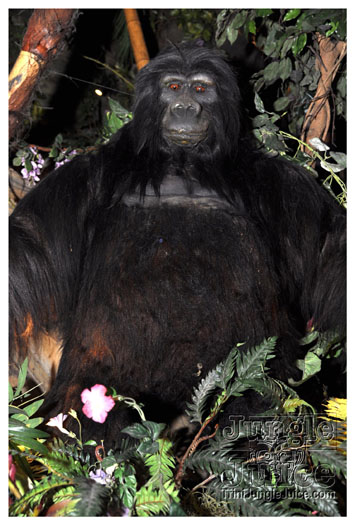 wild_in_the_jungle_jul31-007