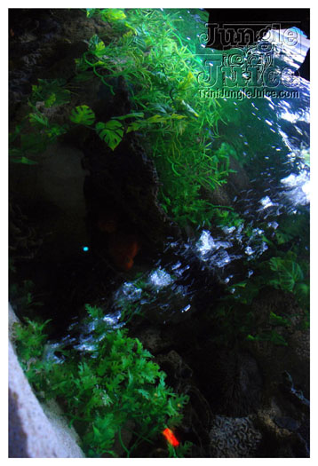 wild_in_the_jungle_jul31-012