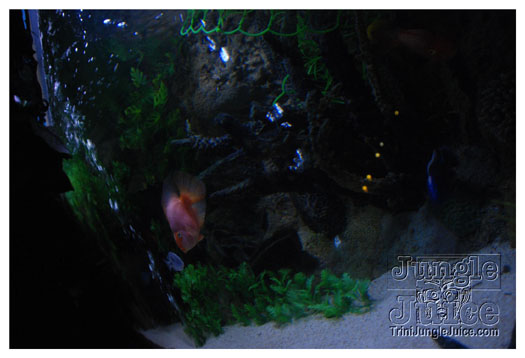 wild_in_the_jungle_jul31-013