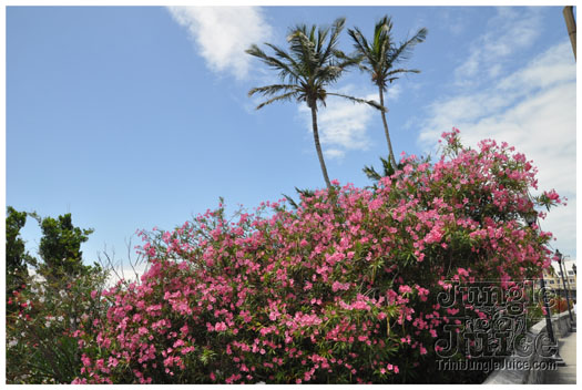 cup_match_soca_reggae_jul29-001