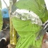 spicemas_jouvert_2011_pt2-178