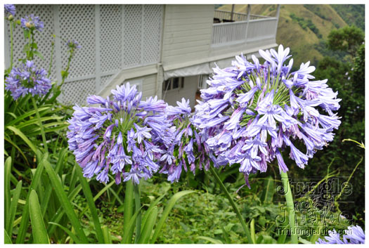 bacchanal_ja_extras_2011-027