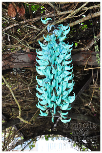 bacchanal_ja_extras_2011-030