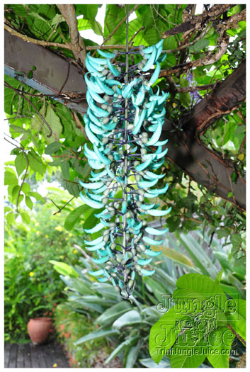 bacchanal_ja_extras_2011-031