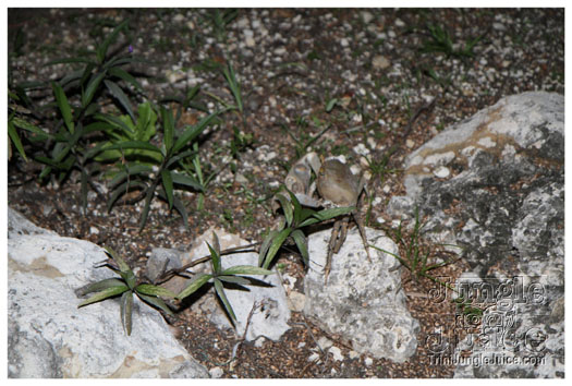 barrington_levy_live_may4-031