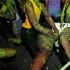 bacchanal_jouvert_2012_pt1-168