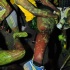 bacchanal_jouvert_2012_pt1-169