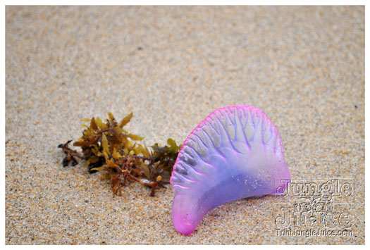 island_local_save_turtle_mar4-076