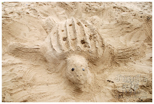 island_local_save_turtle_mar4-127