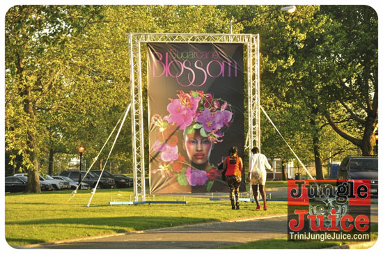 sugarcanes_blossom_may26-001