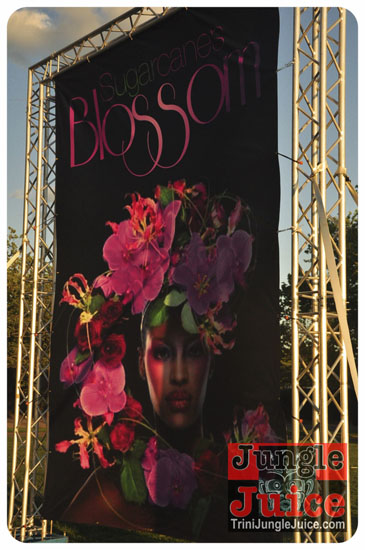 sugarcanes_blossom_may26-006