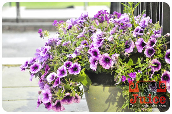 sugarcanes_blossom_may26-067