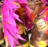 cayman_carnival_2014_part1-025