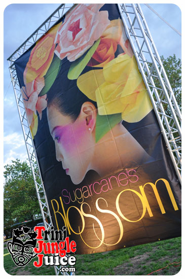 sugarcane_blossom_2014-001