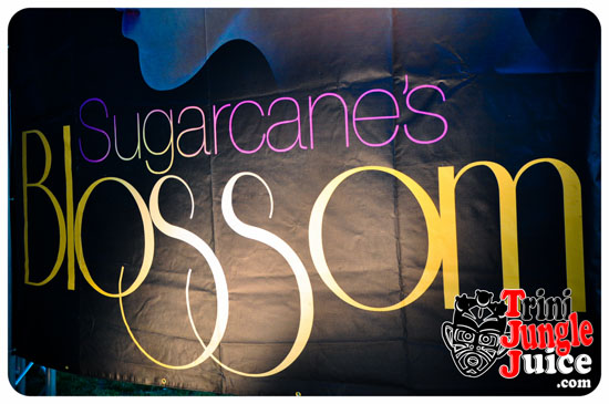 sugarcane_blossom_2014-002