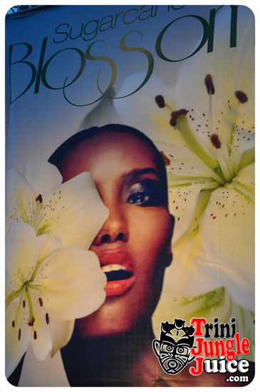 sugarcane_blossom_2014-042