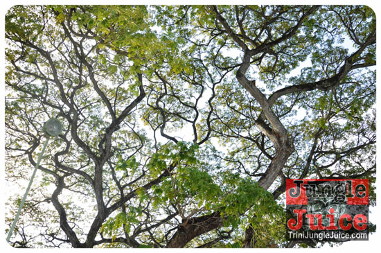 misty_ridge_2014-016